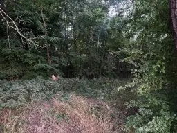 Eigendoms perceel 6.875 m² off-grid in Thüringen, Eischleben - Duitsland