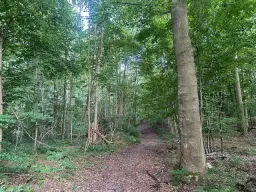 Ca. Hectare eigendoms perceel Bosgrond te Kirchohmfeld - Duitsland