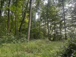 Ca. Hectare eigendoms perceel Bosgrond te Kirchohmfeld - Duitsland