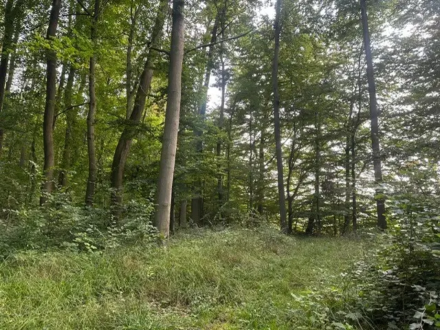 Ca. Hectare eigendoms perceel Bosgrond te Kirchohmfeld - Duitsland