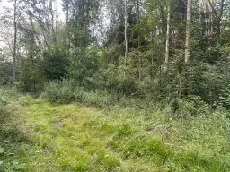 Ca. Hectare eigendoms perceel Bosgrond te Kirchohmfeld - Duitsland