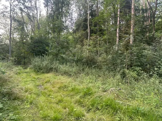 Ca. Hectare eigendoms perceel Bosgrond te Kirchohmfeld - Duitsland