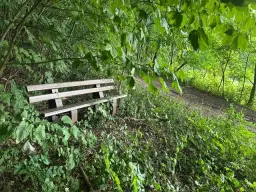 Ca. Hectare eigendoms perceel Bosgrond te Kirchohmfeld - Duitsland