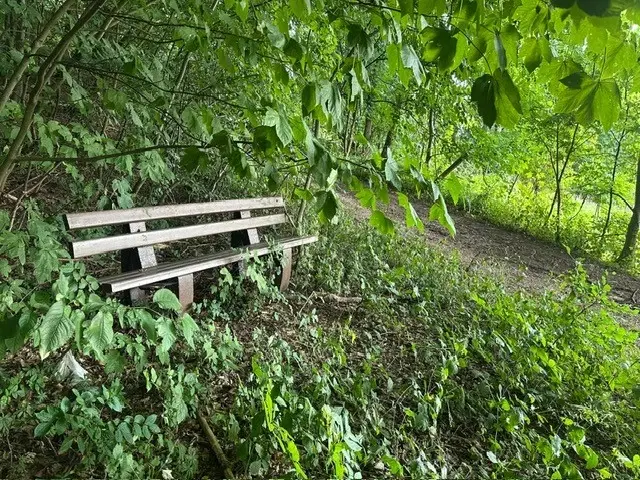 Ca. Hectare eigendoms perceel Bosgrond te Kirchohmfeld - Duitsland