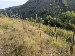 Voormalige wijngaarden 840 m², mogelijkheid tot herontwikkeling in Zell - Duitsland