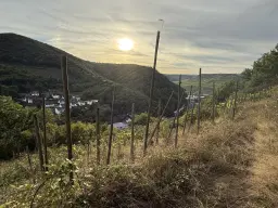 Voormalige wijngaarden 840 m², mogelijkheid tot herontwikkeling in Zell - Duitsland