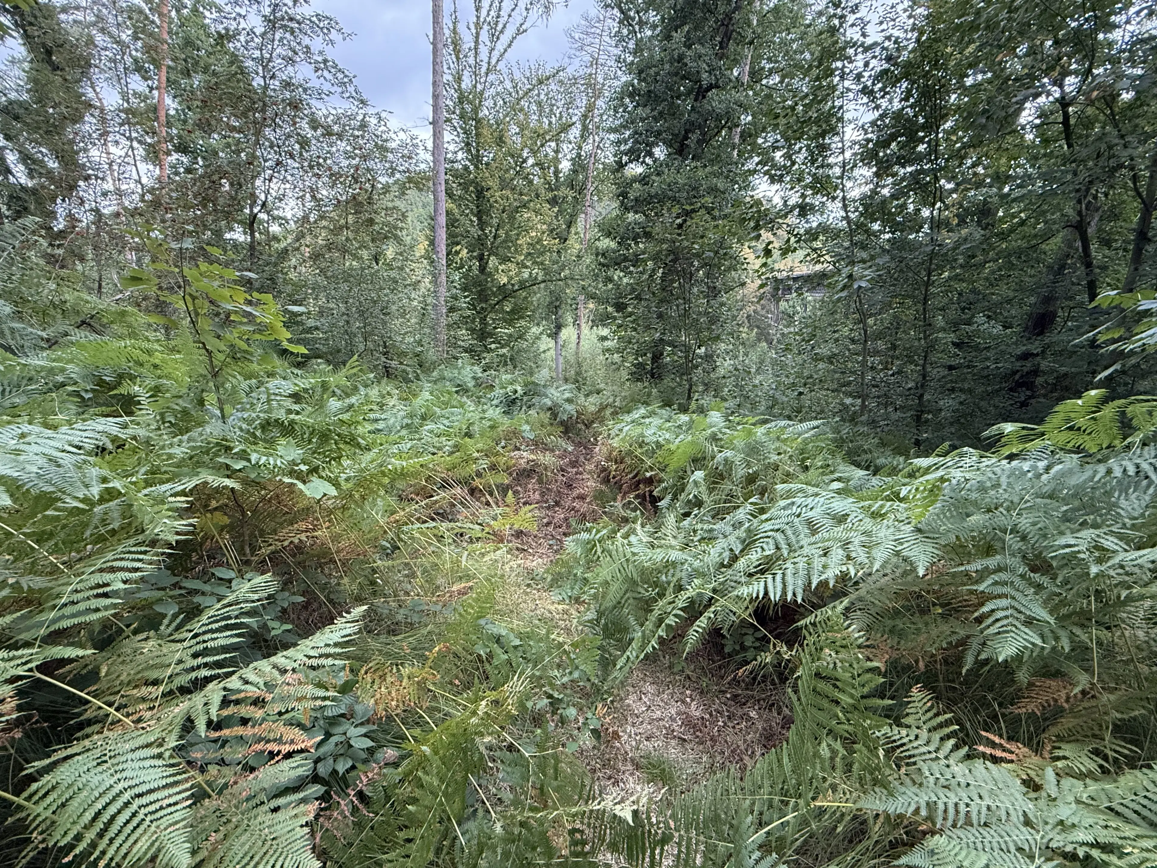 1,5 hectare bosgrond in Waldheim - Duitsland