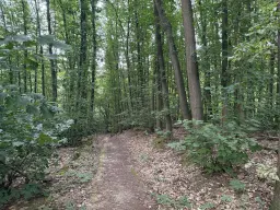 1,5 hectare bosgrond in Waldheim - Duitsland