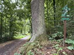 1,5 hectare bosgrond in Waldheim - Duitsland