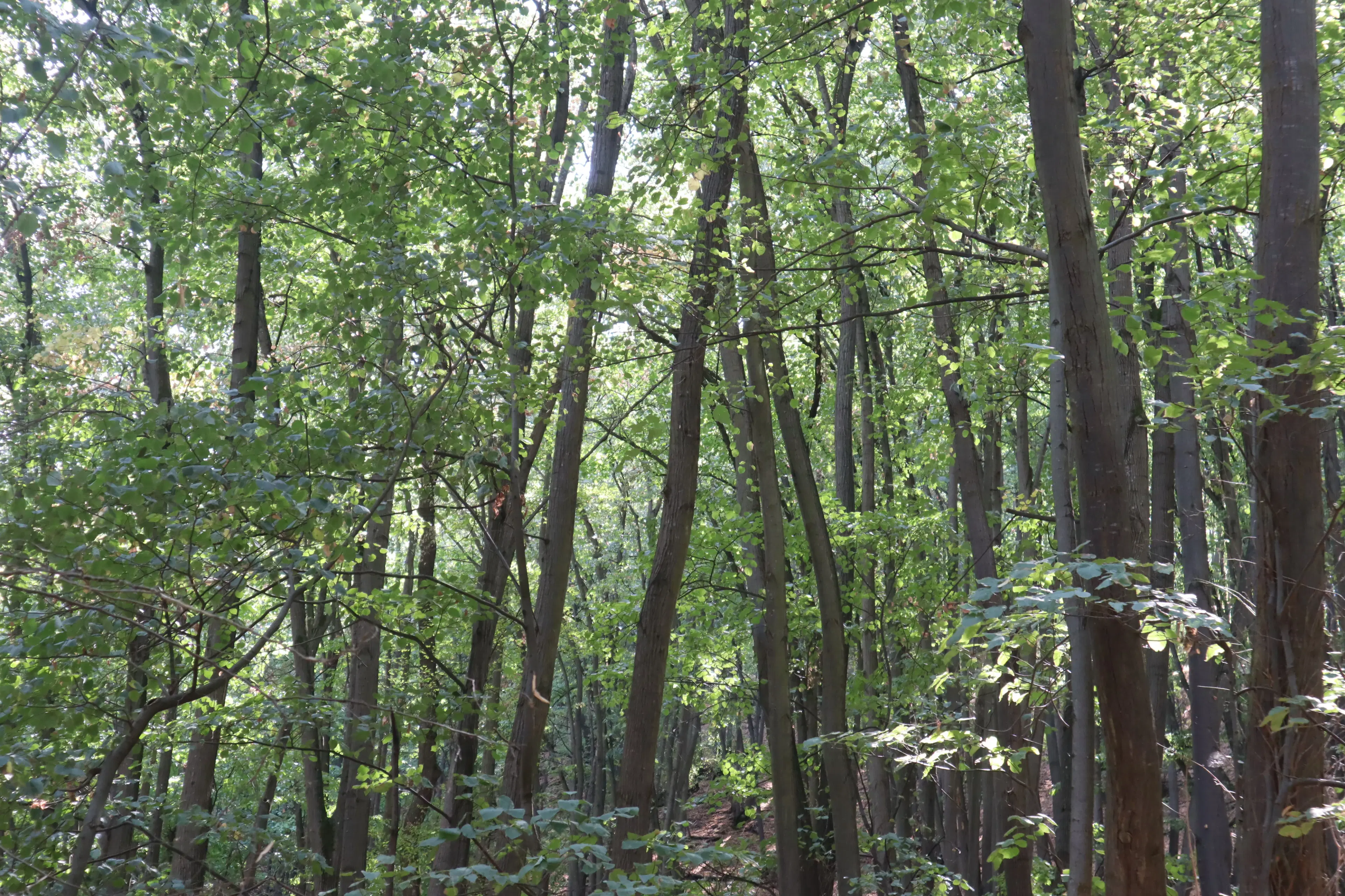 Schilderachtig bosgebied nabij water van 2.600 m² in Poletkovsti, Vidin - Bulgarije