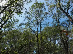 Schilderachtig bosgebied nabij water van 2.600 m² in Poletkovsti, Vidin - Bulgarije