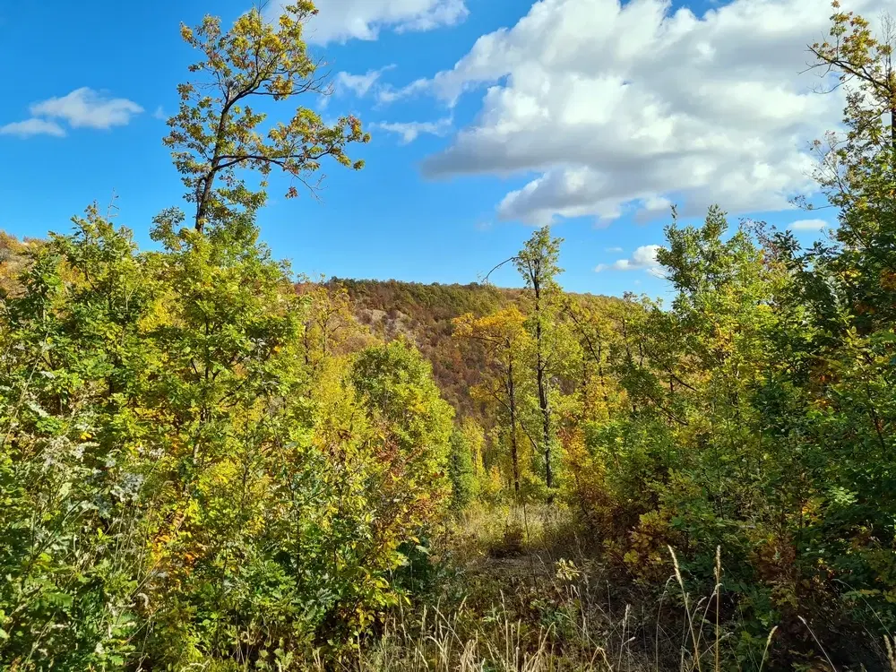 6.513 m² bosgrond in de regio Belogradchik - Bulgarije
