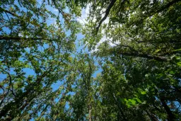 45.863 m² bosgrond in Brankovtsi, Vidin - Bulgarije