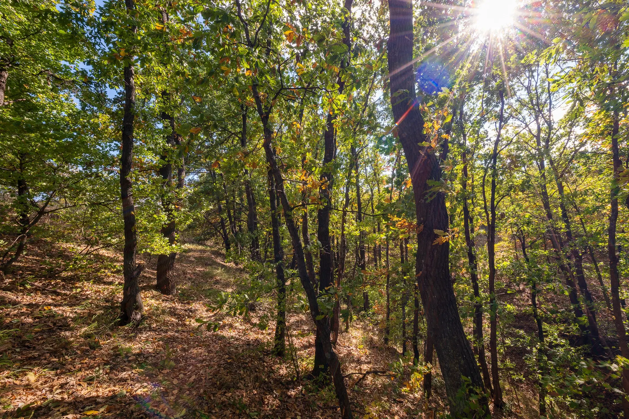45.863 m² bosgrond in Brankovtsi, Vidin - Bulgarije