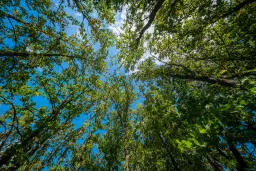 45.863 m² bosgrond in Brankovtsi, Vidin - Bulgarije