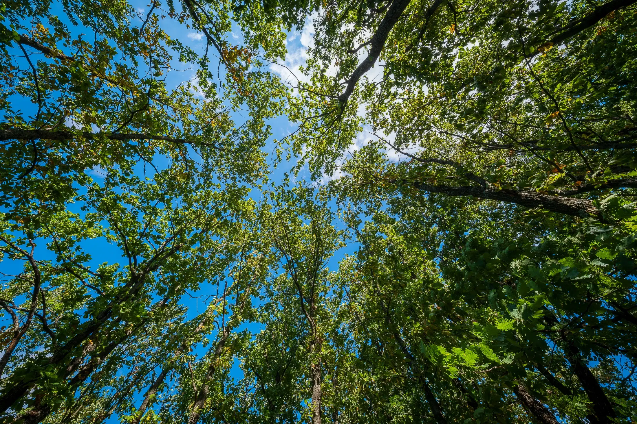 45.863 m² bosgrond in Brankovtsi, Vidin - Bulgarije