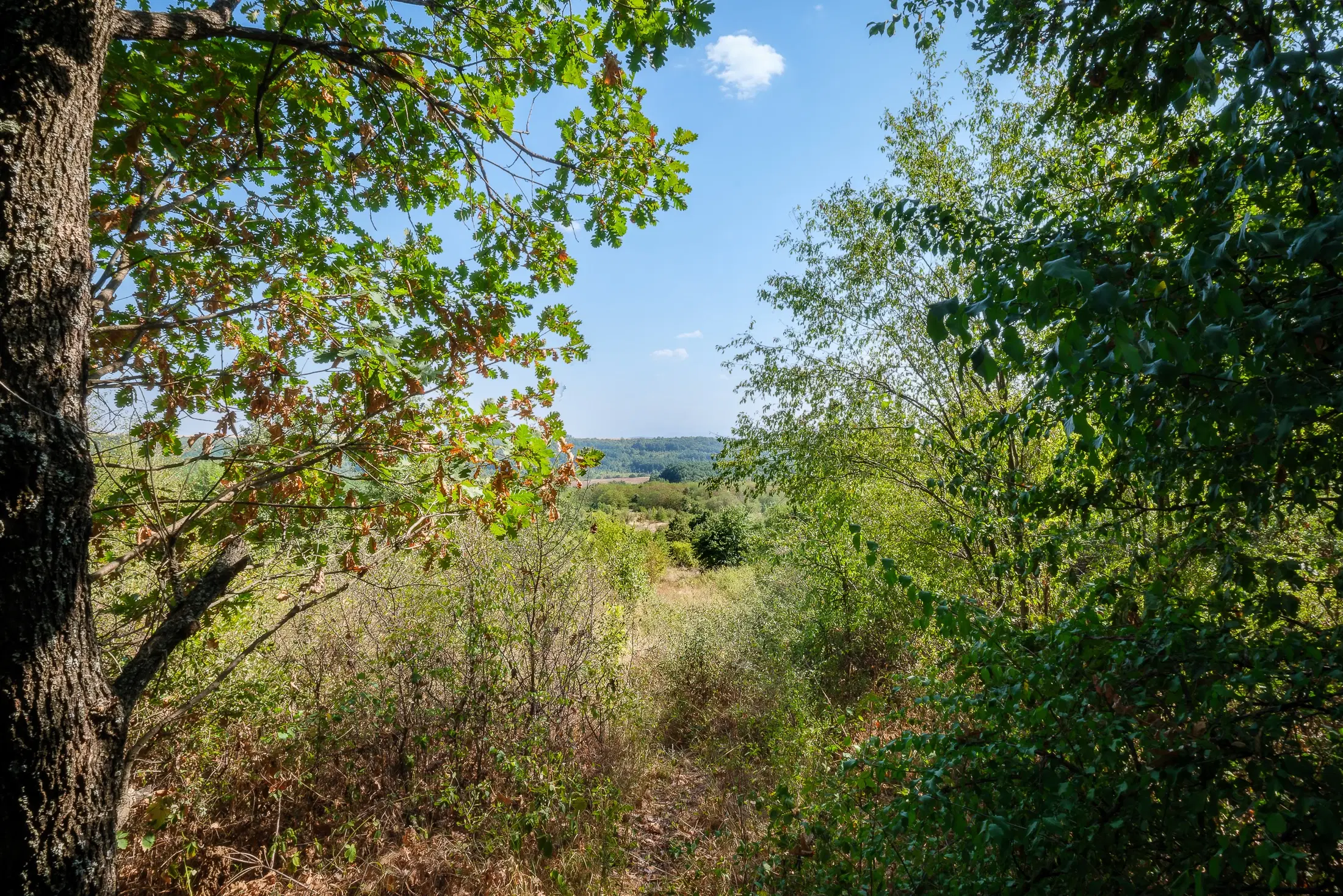 45.863 m² bosgrond in Brankovtsi, Vidin - Bulgarije