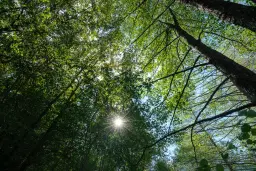 45.863 m² bosgrond in Brankovtsi, Vidin - Bulgarije