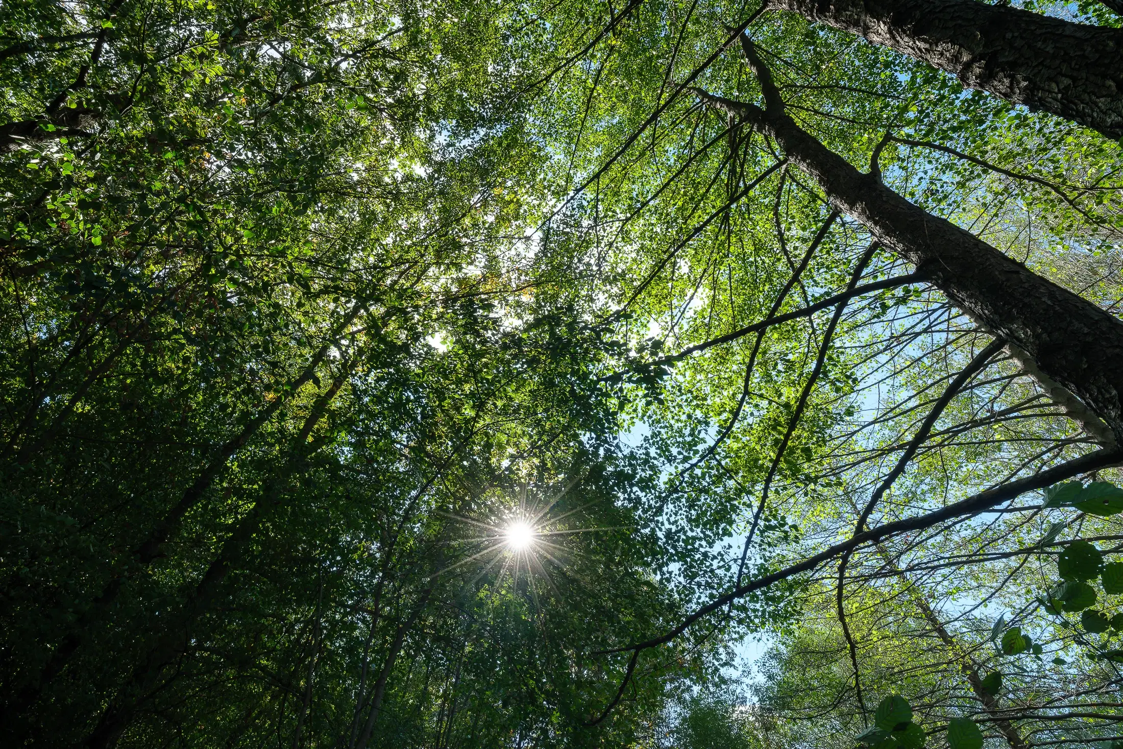 45.863 m² bosgrond in Brankovtsi, Vidin - Bulgarije