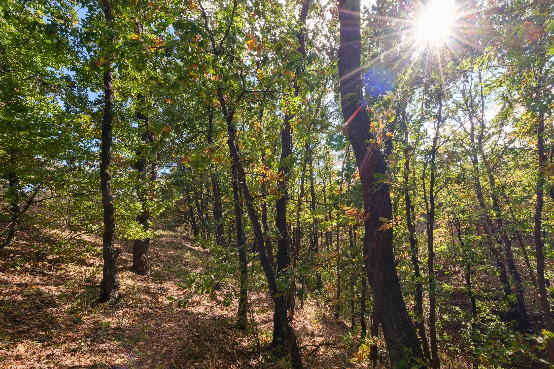 45.863 m² bosgrond in Brankovtsi, Vidin - Bulgarije