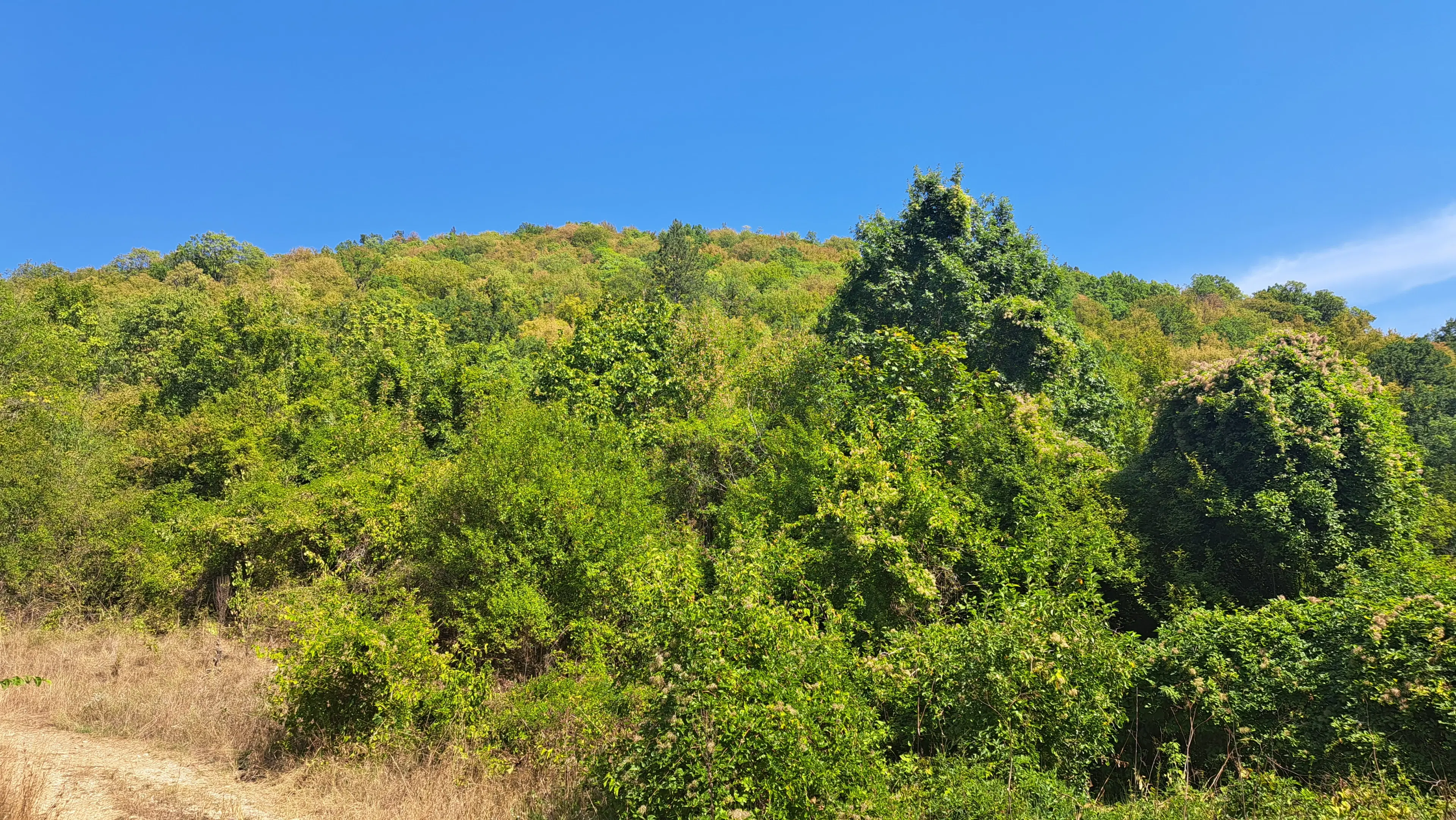 113.324 m² loofbos in Gorno Ozirovo, Varshets Montana - Bulgarije