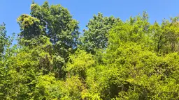 113.324 m² loofbos in Gorno Ozirovo, Varshets Montana - Bulgarije