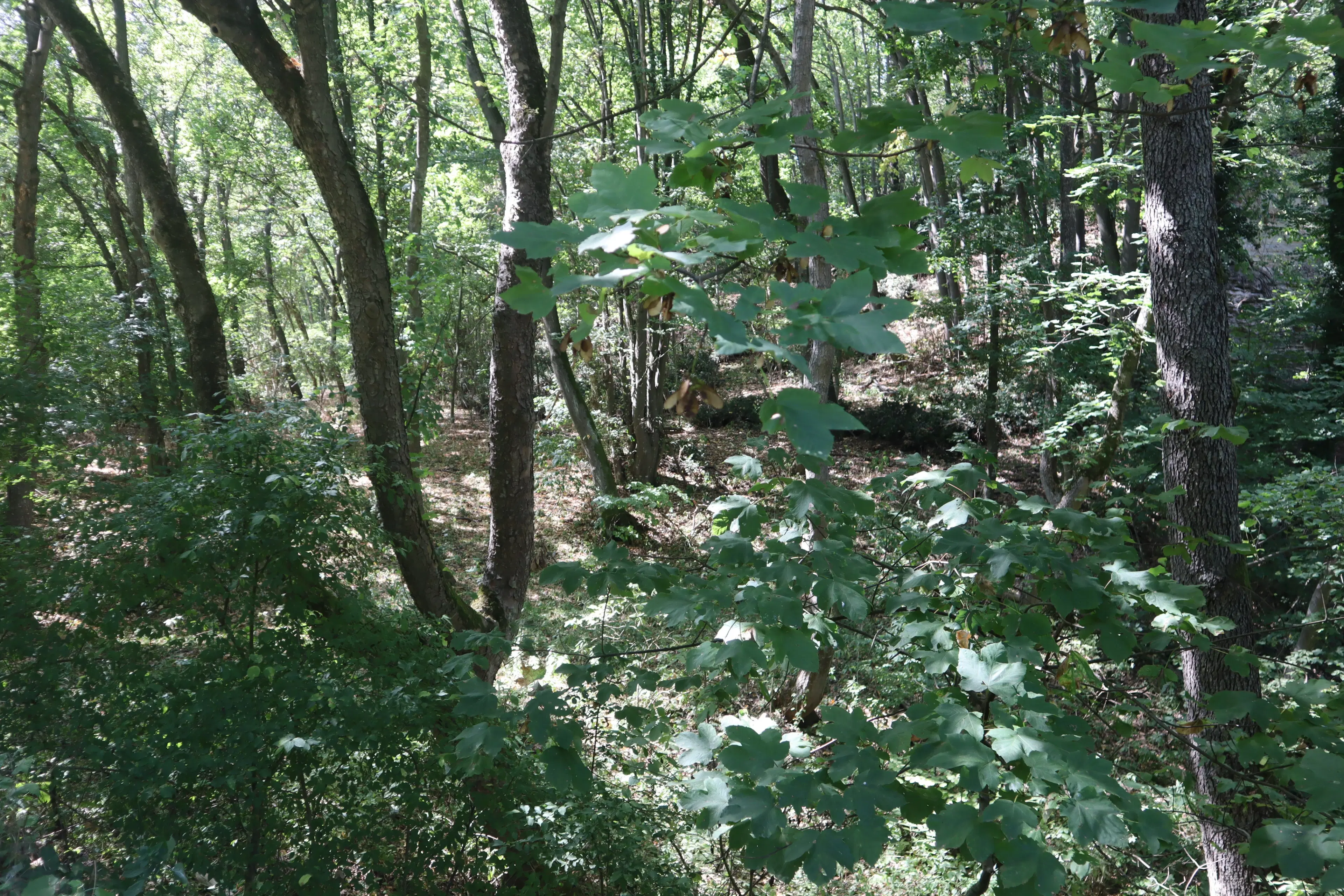 113.324 m² loofbos in Gorno Ozirovo, Varshets Montana - Bulgarije