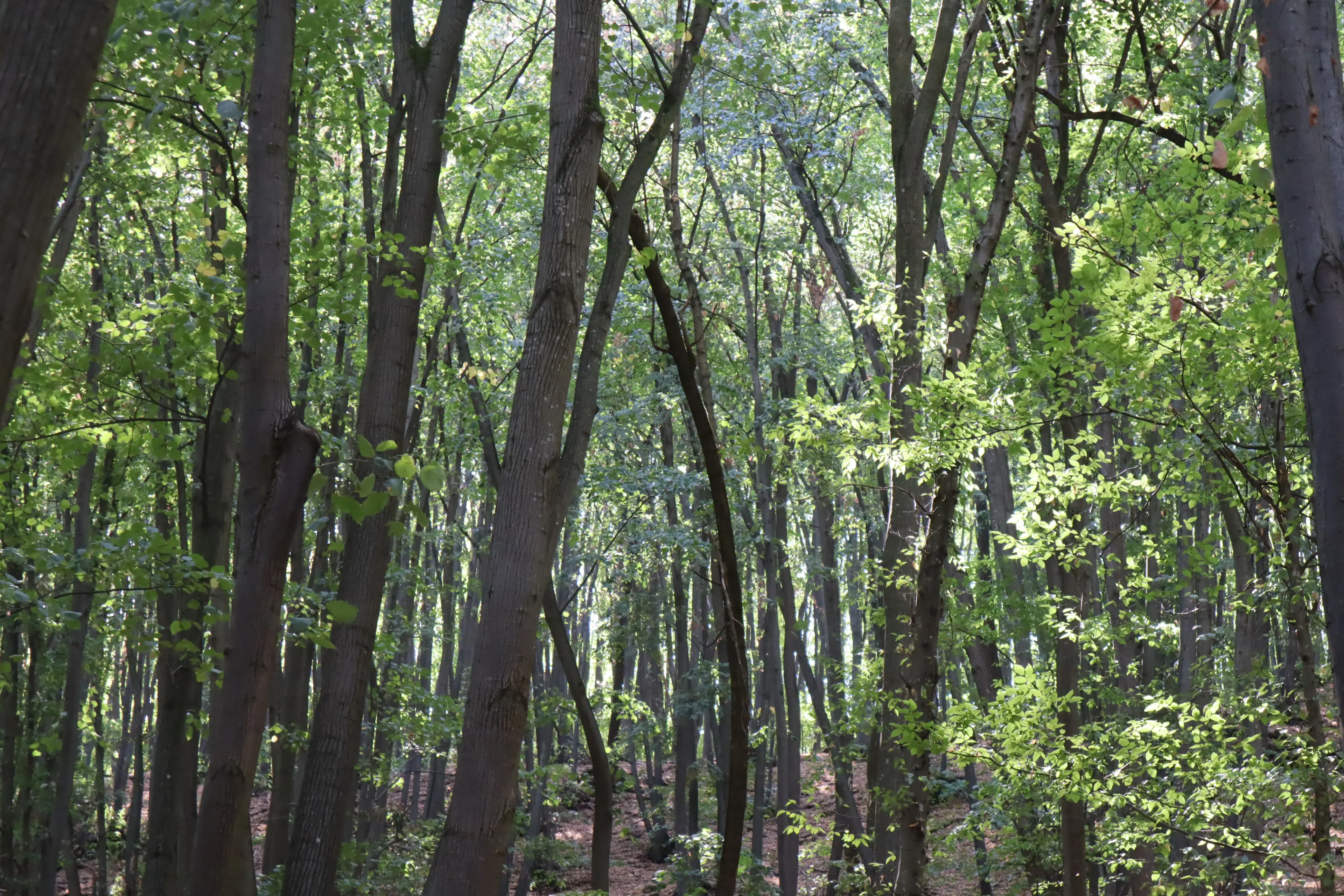113.324 m² loofbos in Gorno Ozirovo, Varshets Montana - Bulgarije