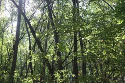 Schilderachtig bosgebied nabij water van 2.600 m² in Poletkovsti, Vidin - Bulgarije