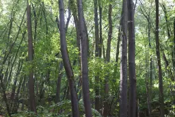 Schilderachtig bosgebied nabij water van 2.600 m² in Poletkovsti, Vidin - Bulgarije