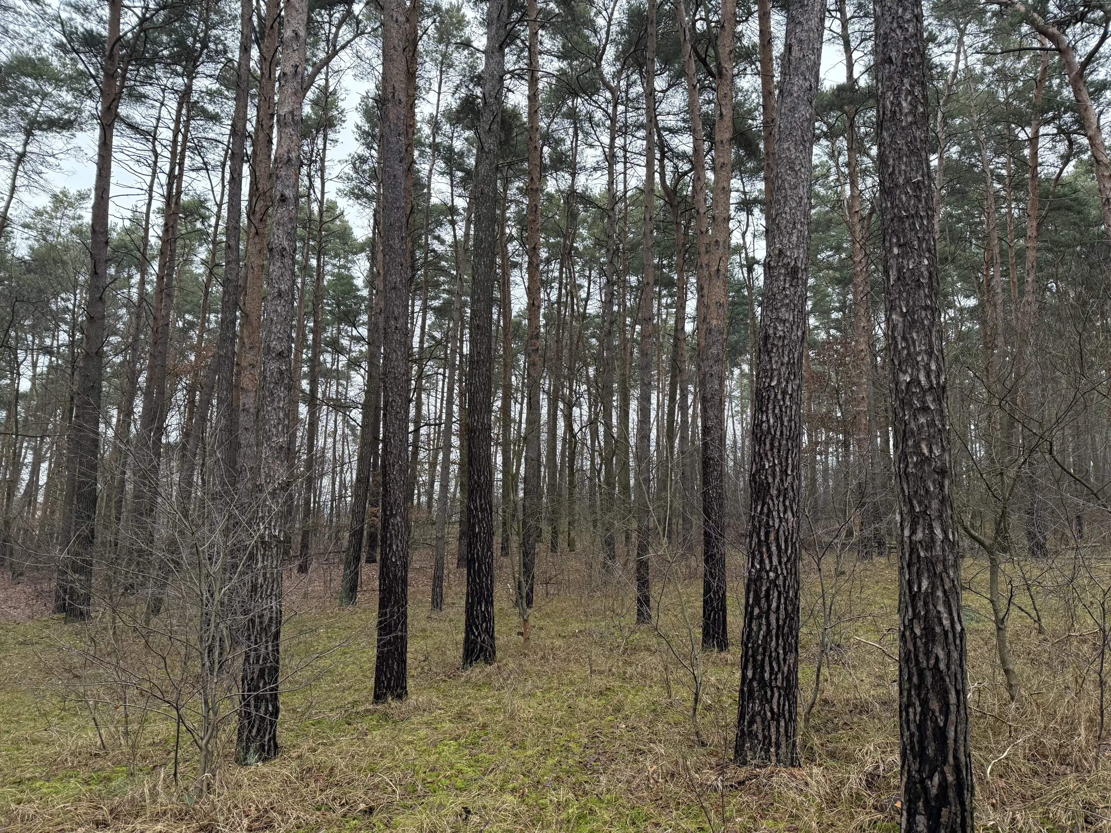 Eigendomsperceel van 8.022 m² midden in de natuur nabij de Elbe, Pertzsch - Duitsland