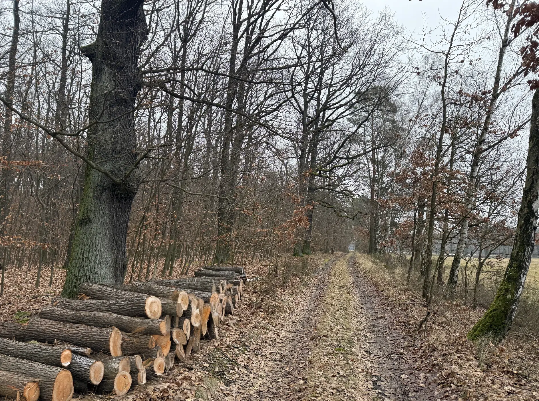 Eigendomsperceel van 8.022 m² midden in de natuur nabij de Elbe, Pertzsch - Duitsland