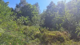 113.324 m² loofbos in Gorno Ozirovo, Varshets Montana - Bulgarije