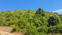 113.324 m² loofbos in Gorno Ozirovo, Varshets Montana - Bulgarije