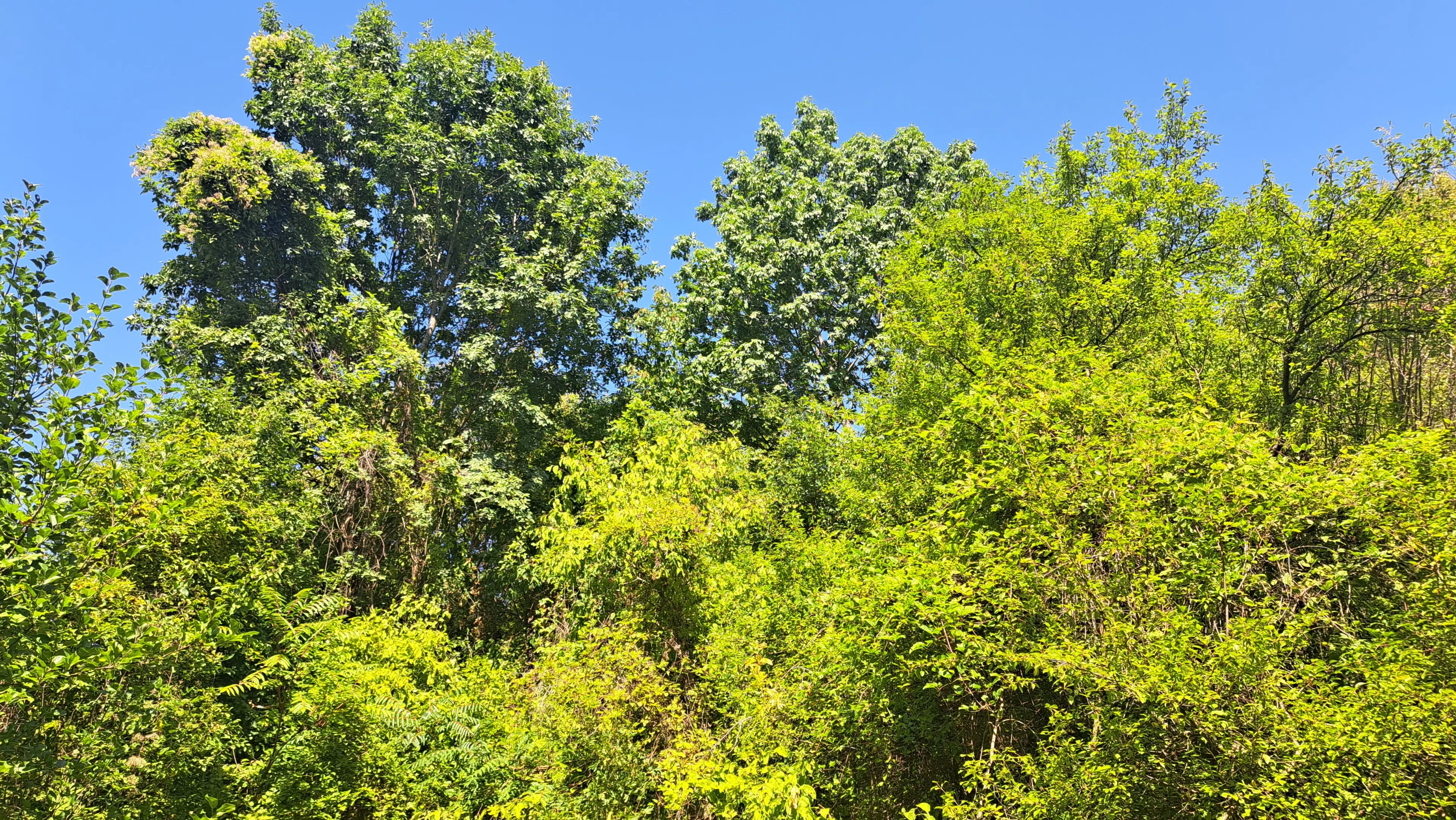 113.324 m² loofbos in Gorno Ozirovo, Varshets Montana - Bulgarije