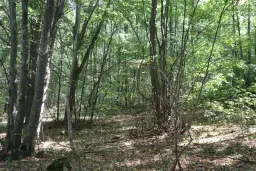 113.324 m² loofbos in Gorno Ozirovo, Varshets Montana - Bulgarije