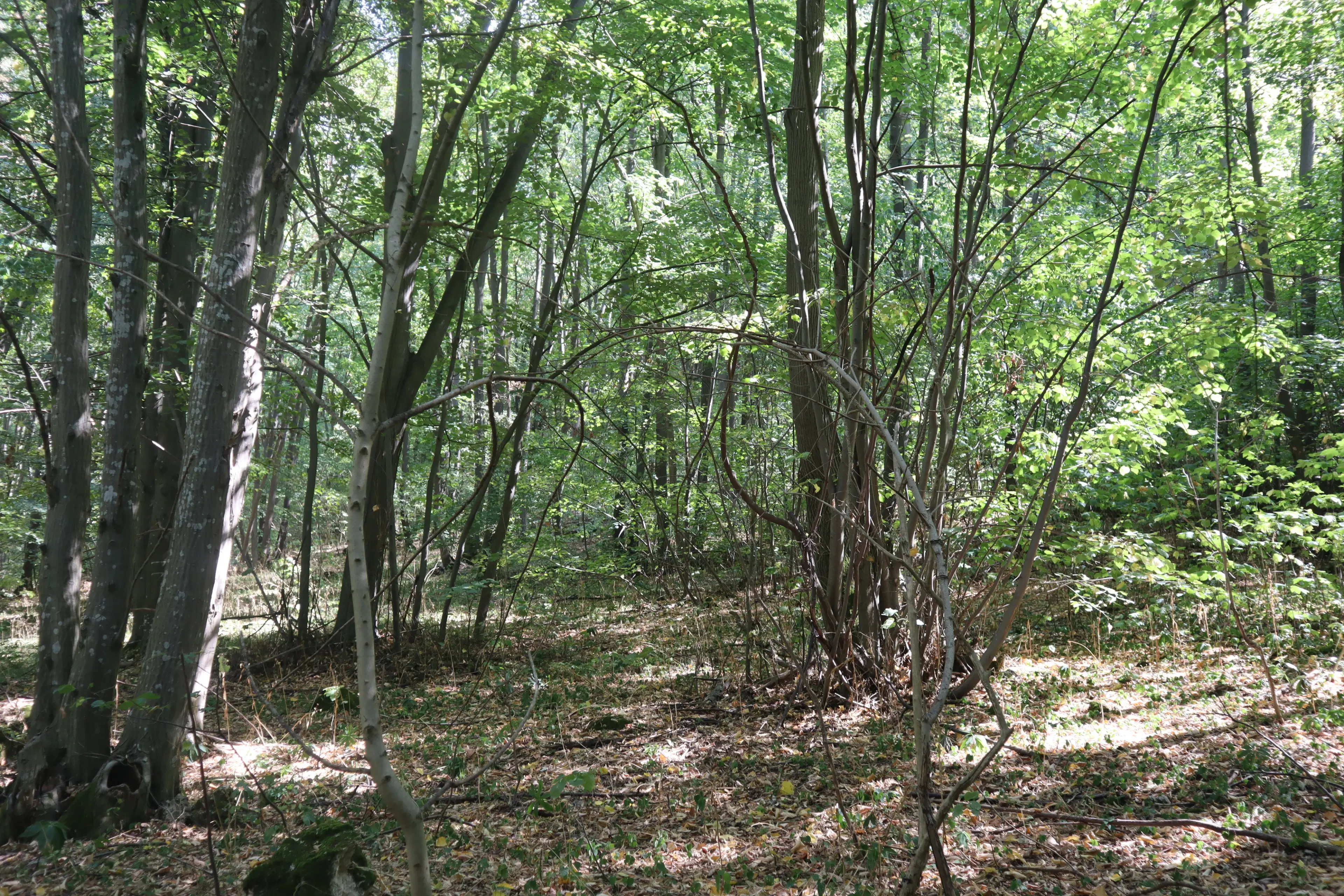 113.324 m² loofbos in Gorno Ozirovo, Varshets Montana - Bulgarije