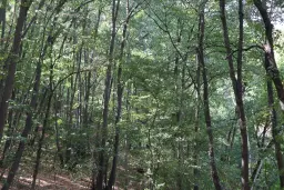 113.324 m² loofbos in Gorno Ozirovo, Varshets Montana - Bulgarije