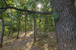 32.541 m² gemengd loofbos in regio Vidin - Bulgarije