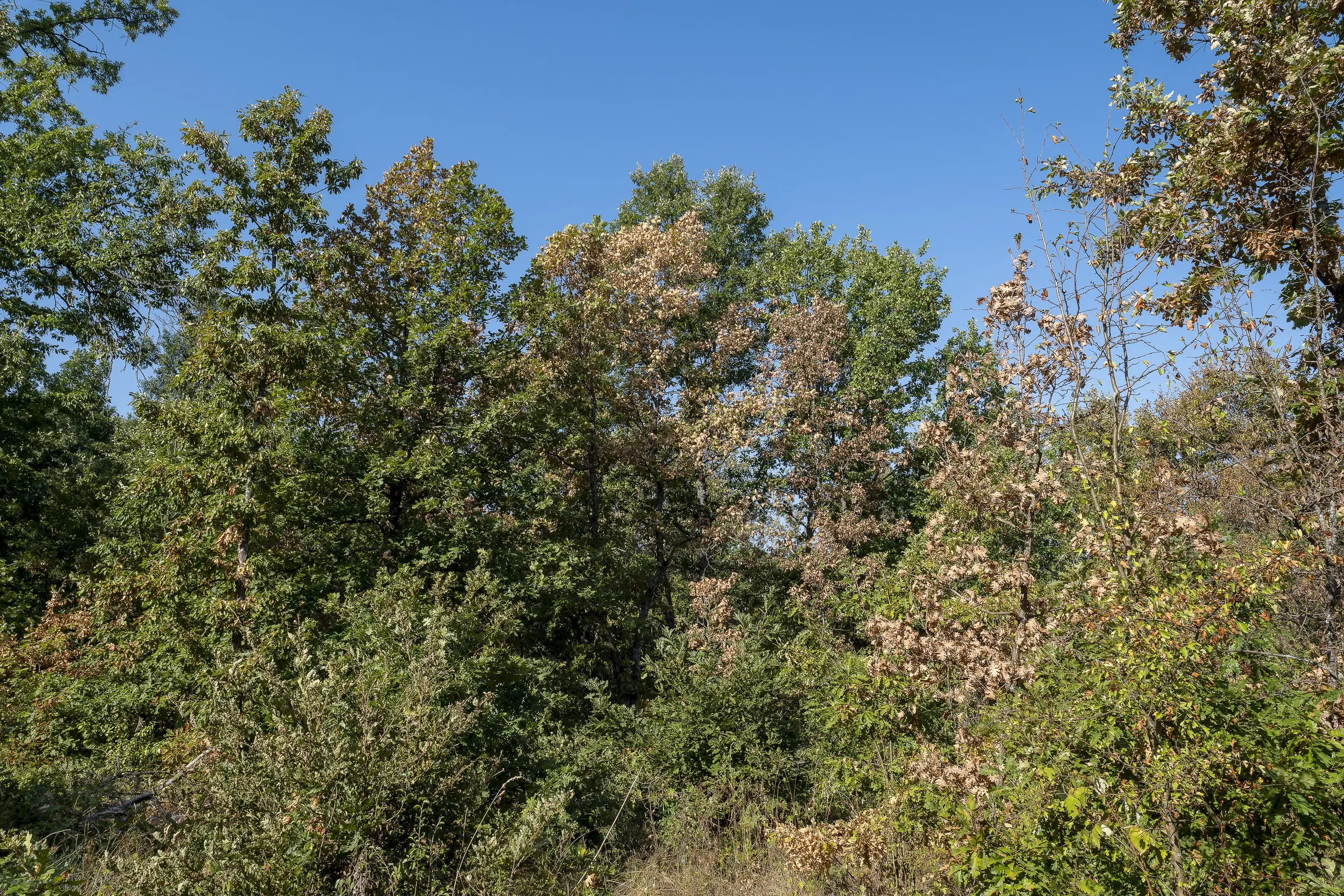 32.541 m² gemengd loofbos in regio Vidin - Bulgarije