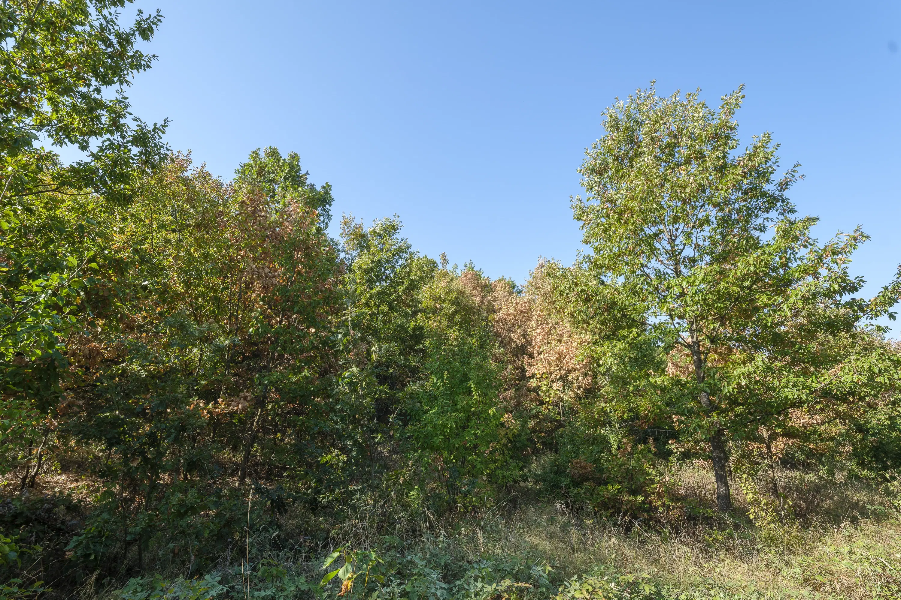 32.541 m² gemengd loofbos in regio Vidin - Bulgarije