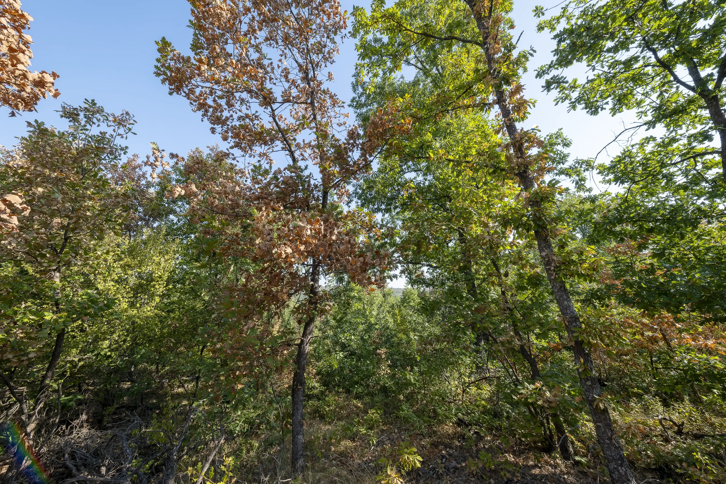 32.541 m² gemengd loofbos in regio Vidin - Bulgarije