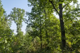 32.541 m² gemengd loofbos in regio Vidin - Bulgarije