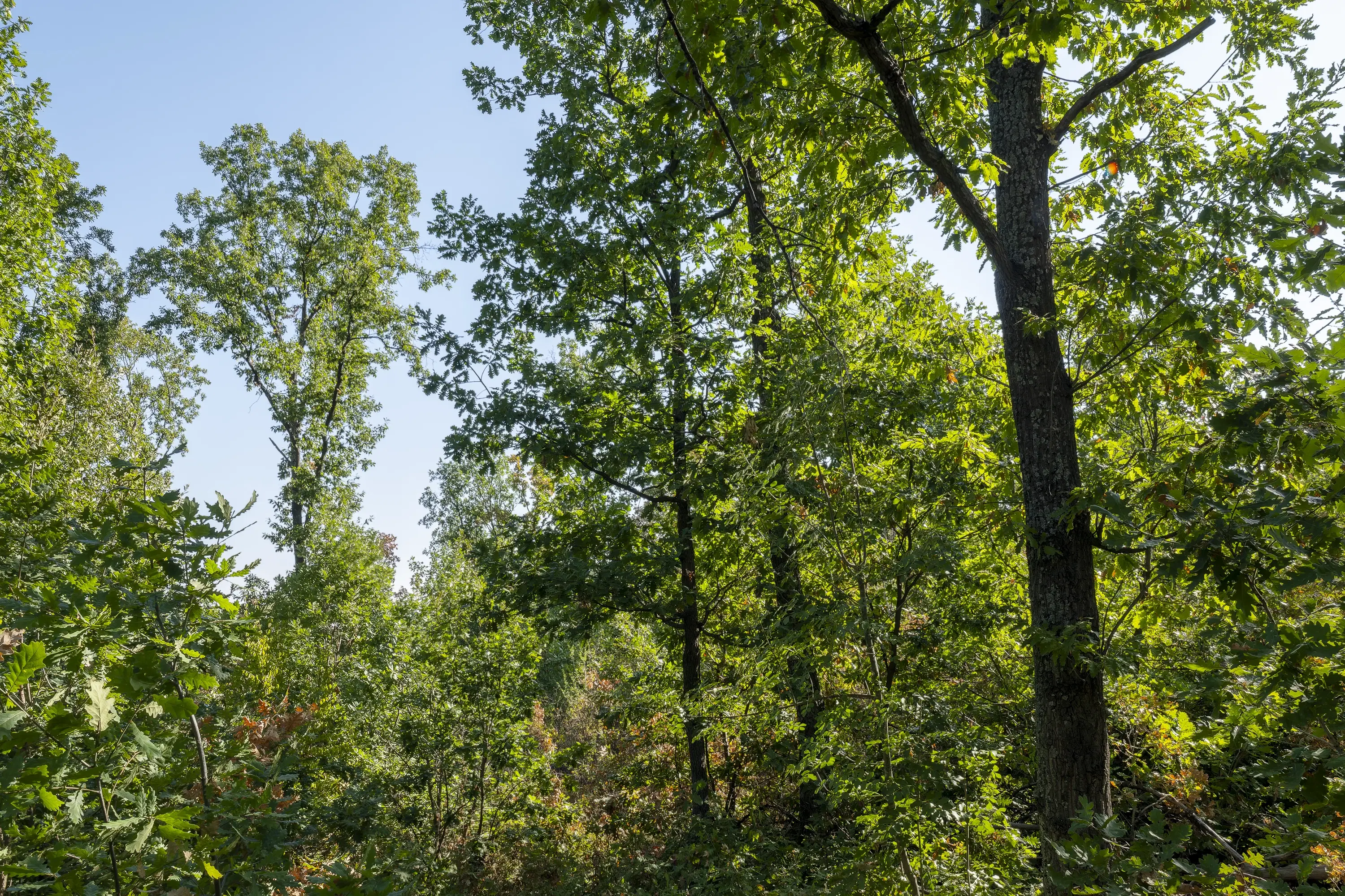 32.541 m² gemengd loofbos in regio Vidin - Bulgarije