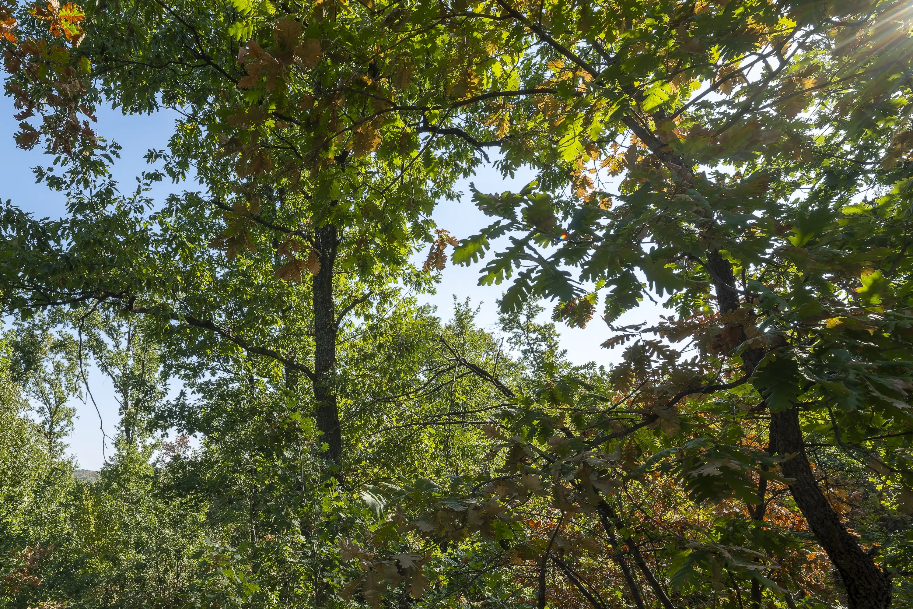 32.541 m² gemengd loofbos in regio Vidin - Bulgarije