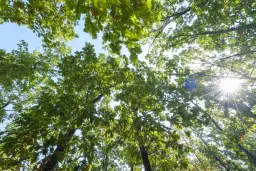 32.541 m² gemengd loofbos in regio Vidin - Bulgarije