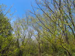 2.600 m² schilderachtig bosgebied nabij water in Poletkovsti, Vidin - Bulgarije