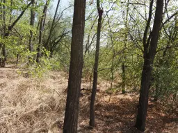 2.600 m² schilderachtig bosgebied nabij water in Poletkovsti, Vidin - Bulgarije