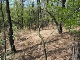 2.600 m² schilderachtig bosgebied nabij water in Poletkovsti, Vidin - Bulgarije