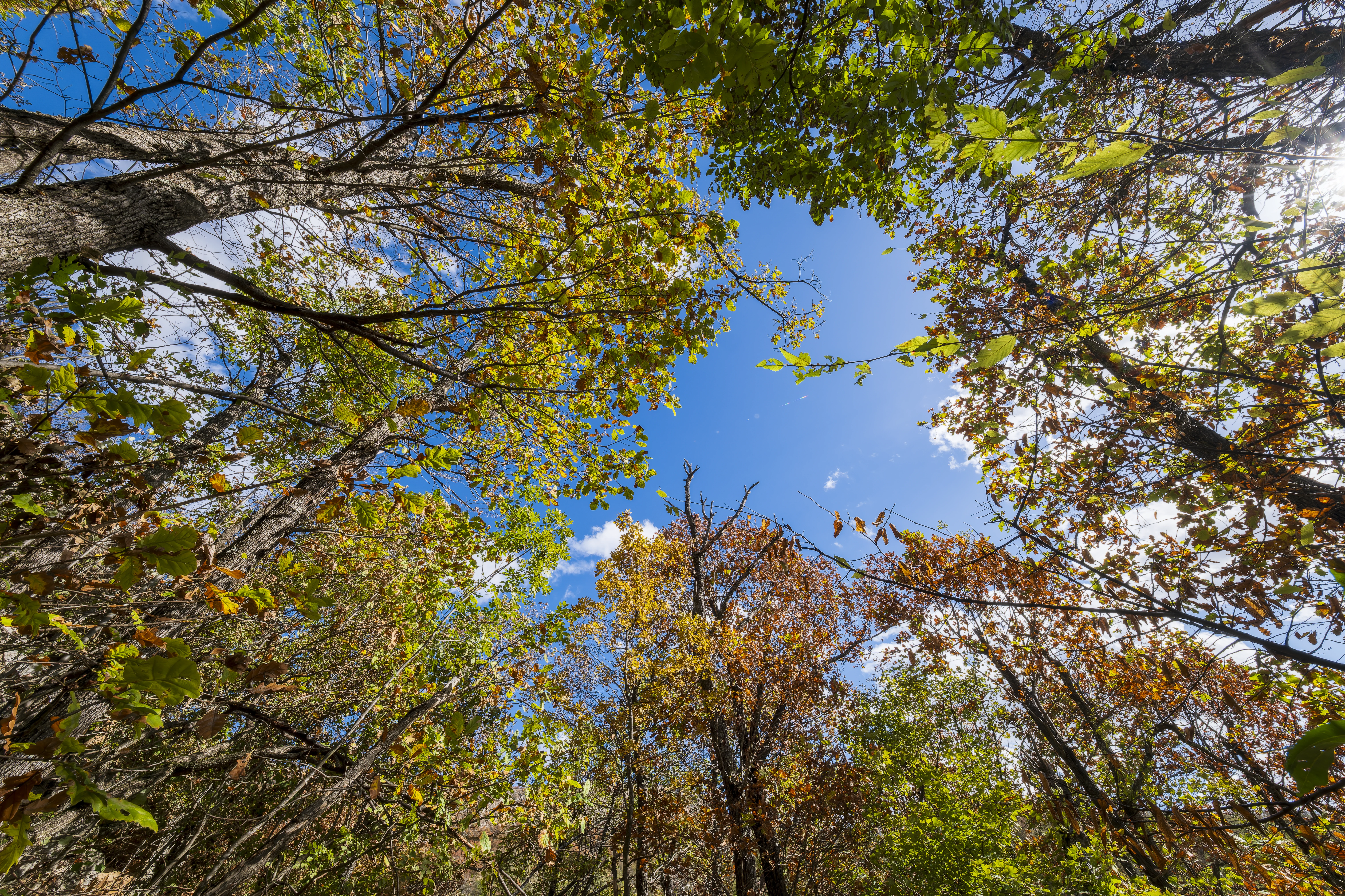 10.000 m² bosgrond in de regio Belogradchik - Bulgarije